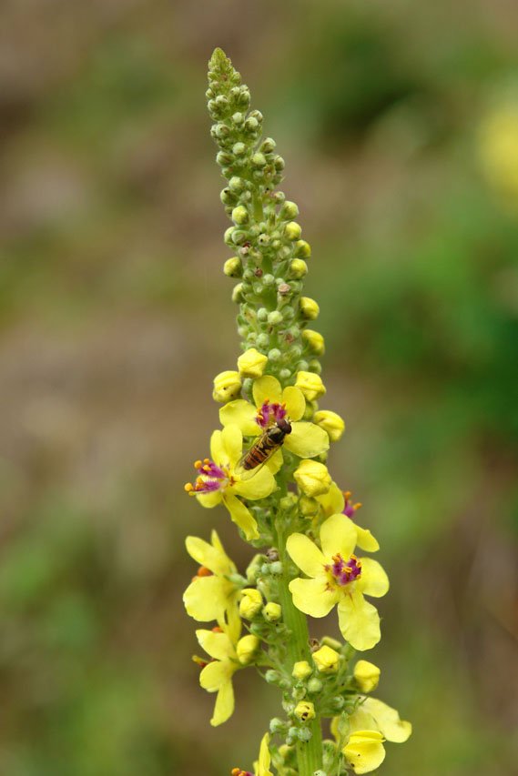 Mullein Energy of Truth