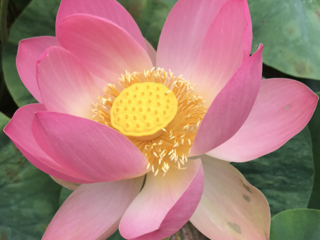 Lotus Healing Energy