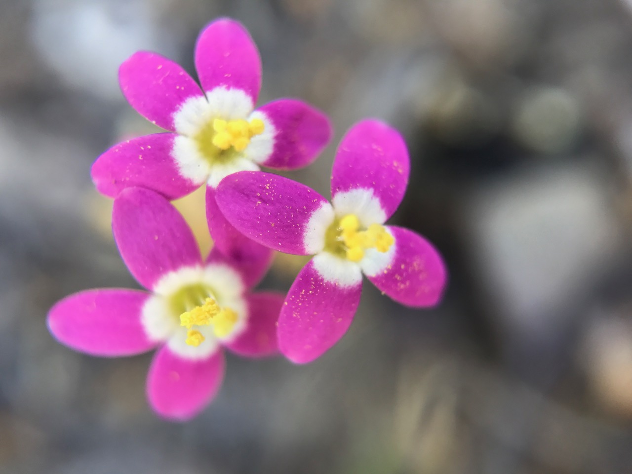 Centaury Flower Essence Healing Energy