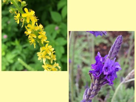 Flower Essences for Healing: Agrimony & Vervain