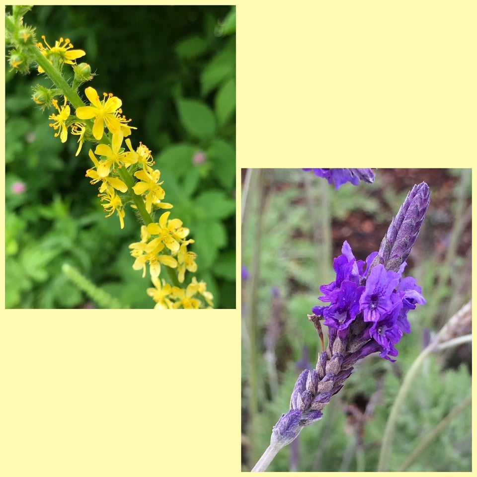 Flower Essences for Healing: Agrimony & Vervain
