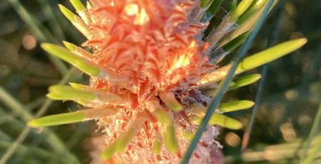 Pine Flower Essences