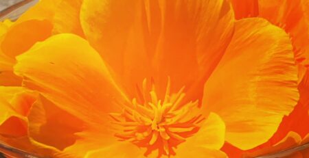 California Poppy Flower Essences Energy