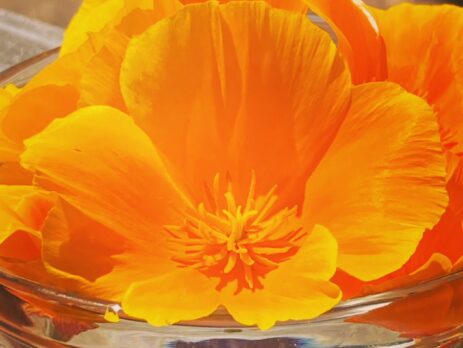 California Poppy Flower Essences Energy