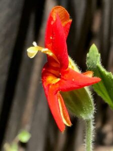 california flower remedies
