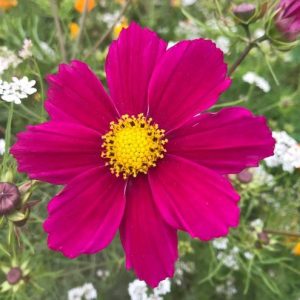 california flower remedies