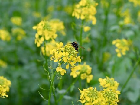 Mustard Flower Healing Energy