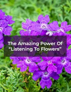 with-title-The-Amazing-Power-Of-Listening-To-Flowers